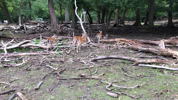 Young deer and deer running through the woods. Animals in a natural environment. Sika and fallow dee alt
