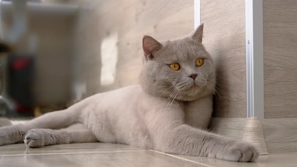 Lazy British Gray Home Cat with Large Brown Eyes is Resting on a Floor alt