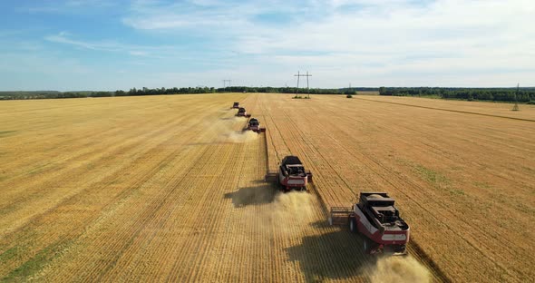 Combine harvesters are working in the field.