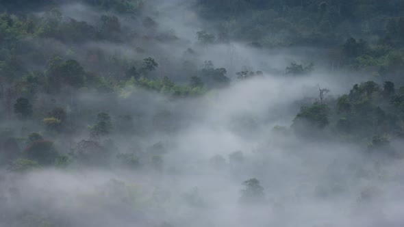 Aerial view motion. Rain forest and morning fog,