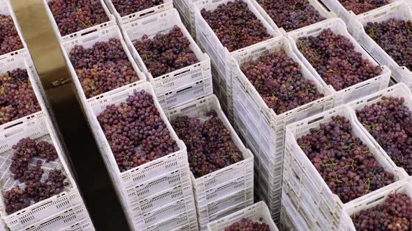 Grapes in Plastic Crates Stored in the Warehouse Products