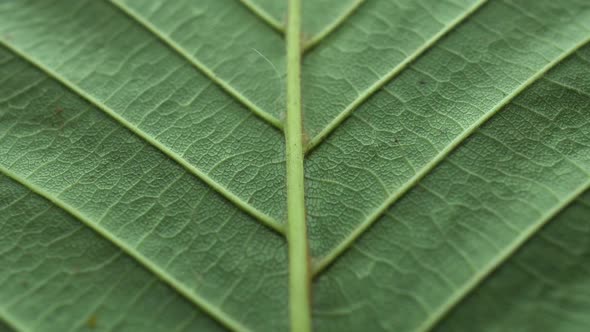 Tree Leaf Texture Slider Shot