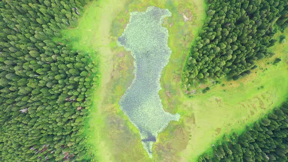 Aerial Top View on a Lake with Blooming Water Lilies and Green Pine Forest in Durmitor Montenegro alt
