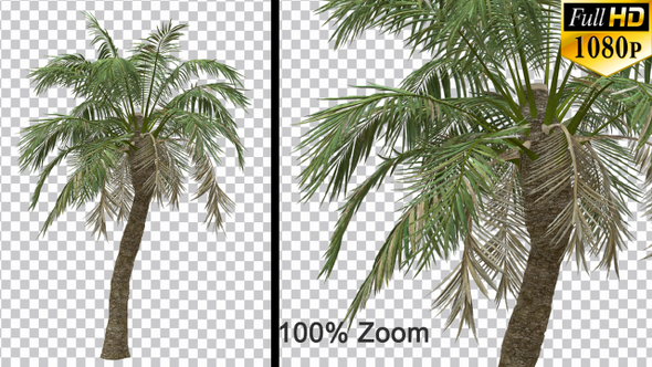 Breezy Palm Tree Vol3 - Alpha Channel