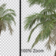 Breezy Palm Tree Vol3 - Alpha Channel - VideoHive Item for Sale