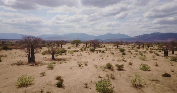 Aerial shot flying above cattle herd at a dry savannah desert in Tanzania, Africa. 4K alt