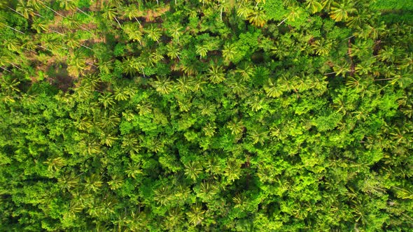 4K Aerial view drone fly over coconut trees, Green and yellow treetops. alt