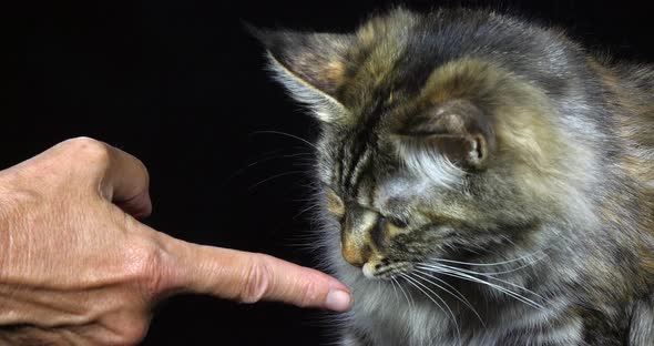 Tortie Maine Coon Domestic Cat alt