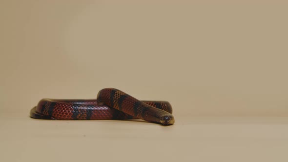 Sinaloan Milk Snake Lampropeltis Triangulum Sinaloae in the Studio on a Beige Background alt