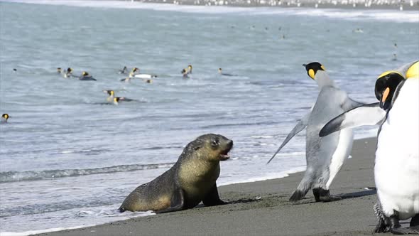 Fur Seal Playing with King Penguin at South Georgia