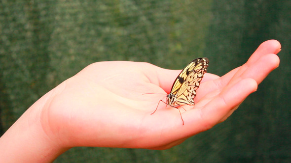 Butterfly On Hand 3