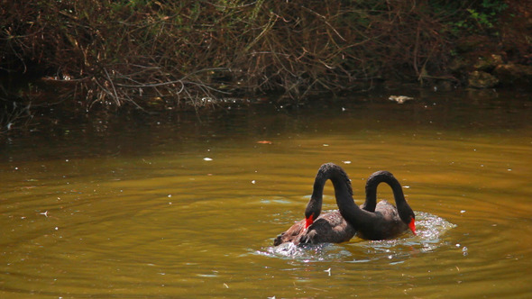 Black Swans 1
