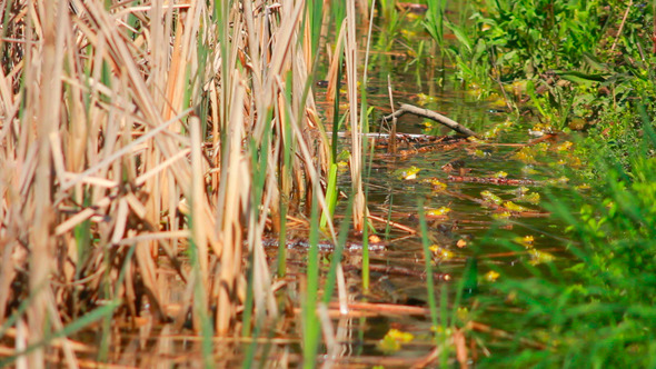 Frogs On Lake In Mating Season 3