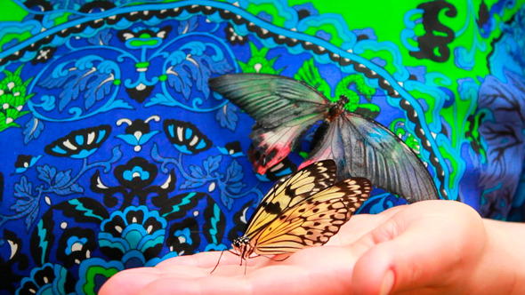 Butterfly On Hand 2