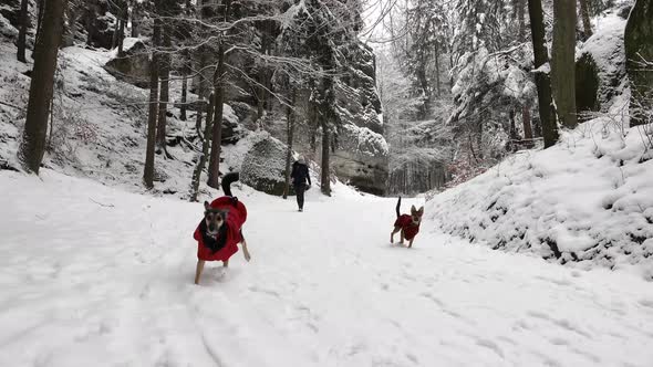 Woman walking her dogs in the winter in the woods. alt