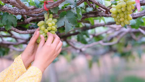 Woman hands touch and check quality of green grapes in vineyard with day light