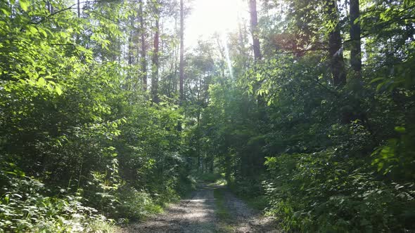 Trees in the Forest By Summer Day alt