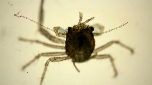 The Crab Larva Under the Microscope, at the Megalope Stage alt