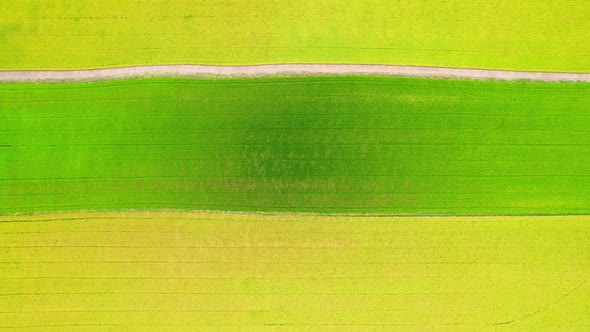 4K Aerial Wide view of Beautiful green rice fields in the rural of Thailand alt