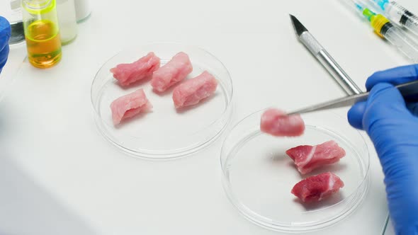 Medical Scientist Specialist Putting Meat in Glass Dish with Tweezers and Closing It in Food alt