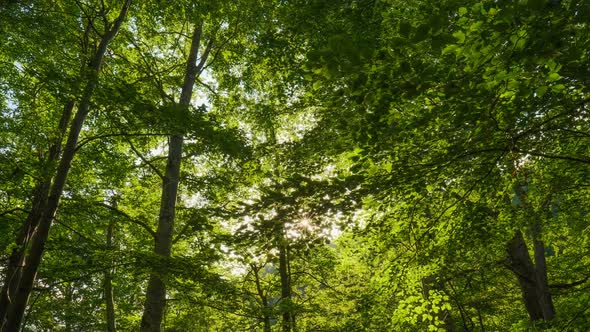 Gorgeous Green Deciduous Forest in Spring