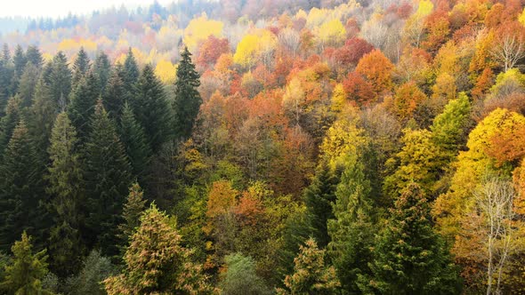 Aerial view of dense green pine forest with canopies of spruce trees and colorful lush foliag alt