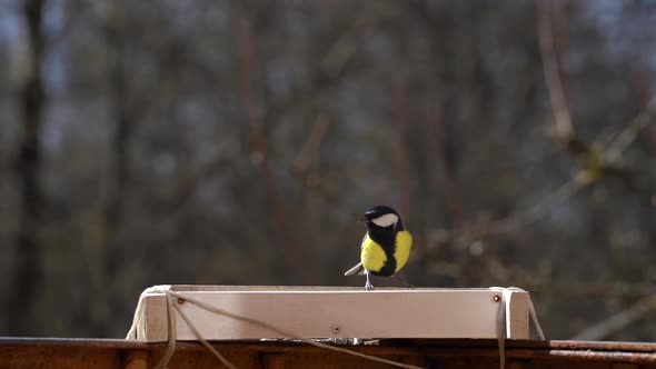 Tit Birds are Eating in Bird Feeder Taking a Piece of Bread and Flying Away alt