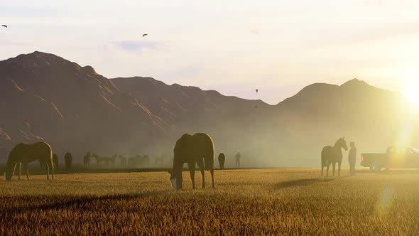 Herd of Wild Wild Horses Grazing