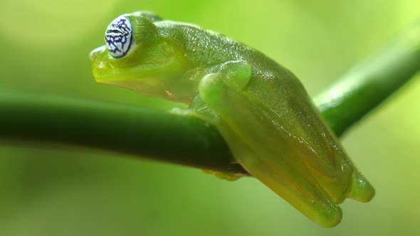 Glass Frog in its Natural Habitat in the Caribbean Forest