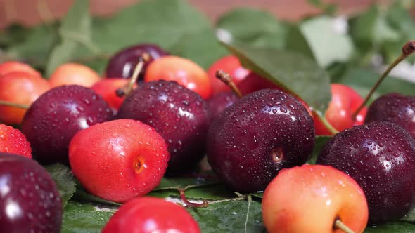 Red and Yellow Cherries Fruit with Water Drops and Tree Branch with Green Leaves