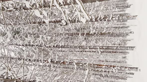 Themassif From a Trunk of Trees Going to Perspective in Winter Forest Trunks of Larches alt