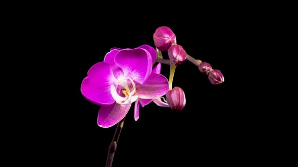 Blooming Purple Orchid Phalaenopsis Flower alt