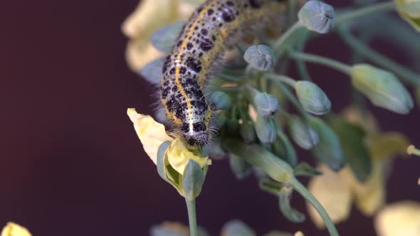 Cabbage butterfly caterpillar on green broccoli with yellow flowers, macro alt