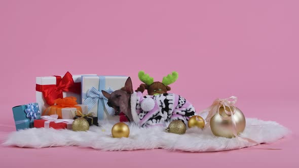 Xoloitzcuintle in Jumpsuit with Deer Lies on a White Fur Blanket and Eats Animal Food on a Pink alt