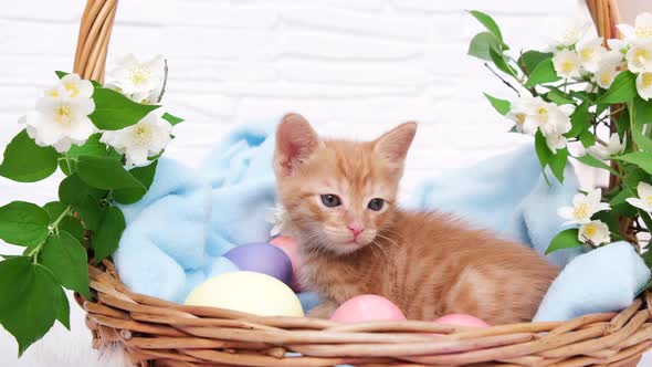 A small red tabby kitten lies comfortably in a blue blanket and looks around with easters eggs