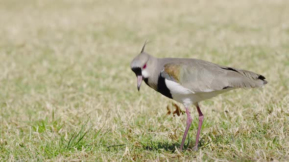 Close up of wild hunting Southern Lapwing Bird pecking prey of grass field alt