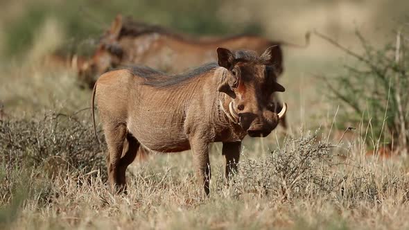 Alert Warthog In Natural Habitat 02 alt