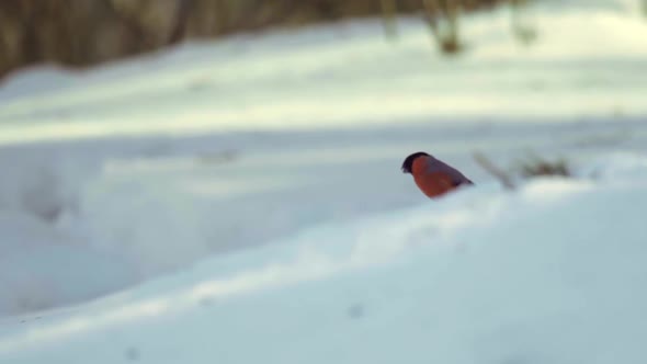 Bullfinch Eating Seeds alt