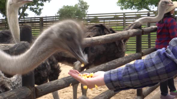 Hand Feeding Ostrich At Farm Video