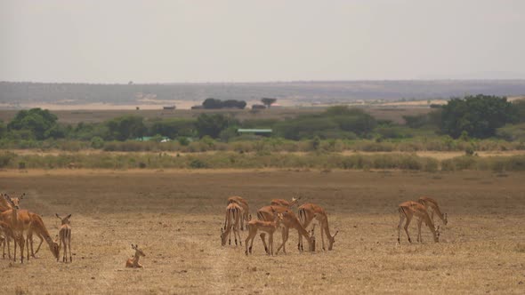 Female impalas with calf grazing alt