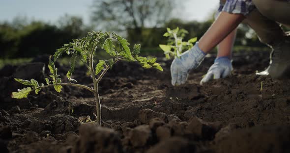 The Hands of a Farmer with Gloves Plant a Tomato Seedling in the Prepared Soil in the Field alt