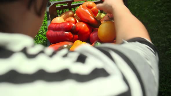 A Young Woman Puts Recently Ripened Vegetables on Her Plantation in a Basket alt