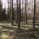 Pine Forest - VideoHive Item for Sale