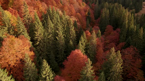 Flying Over Colorful Autumn Forest at Sunrise