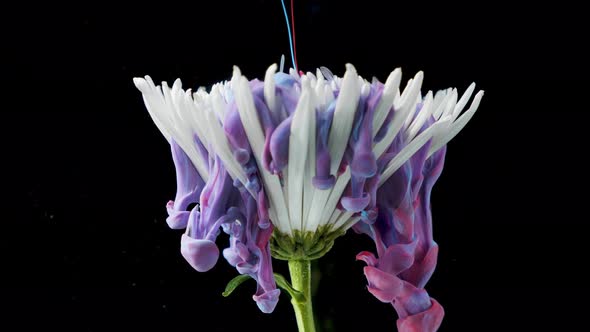 Colorful Paint Ink Flows a Flower Into the Water alt