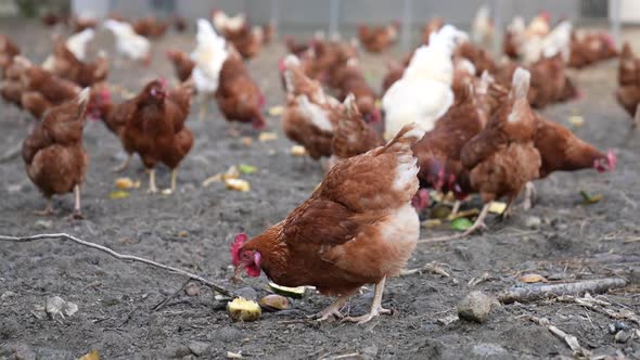 Korea Poultry Farm Nature