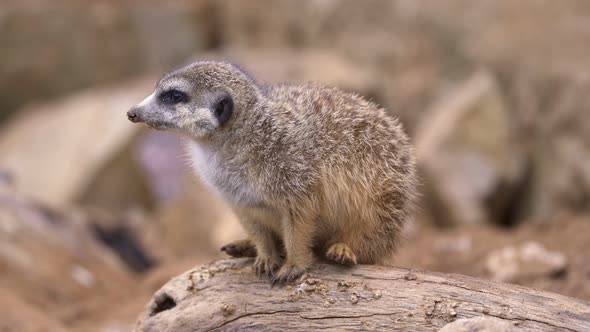 Suricata sitting on a branch. Curious meerkat