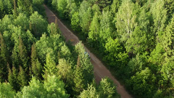 Travelers Drive a Car in the Forest alt