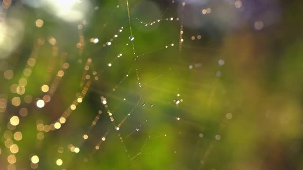 Drops Of Water On The Web At Sunset alt