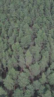 Vertical Video of Pine Forest Aerial View Slow Motion alt